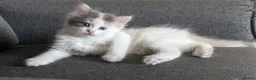 Maine Coon cats for sale: Maine coon x Ragdoll kittens - Advert 6