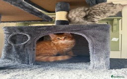 Maine Coon cats for sale: Maine coon kittens GCCF - Image 7