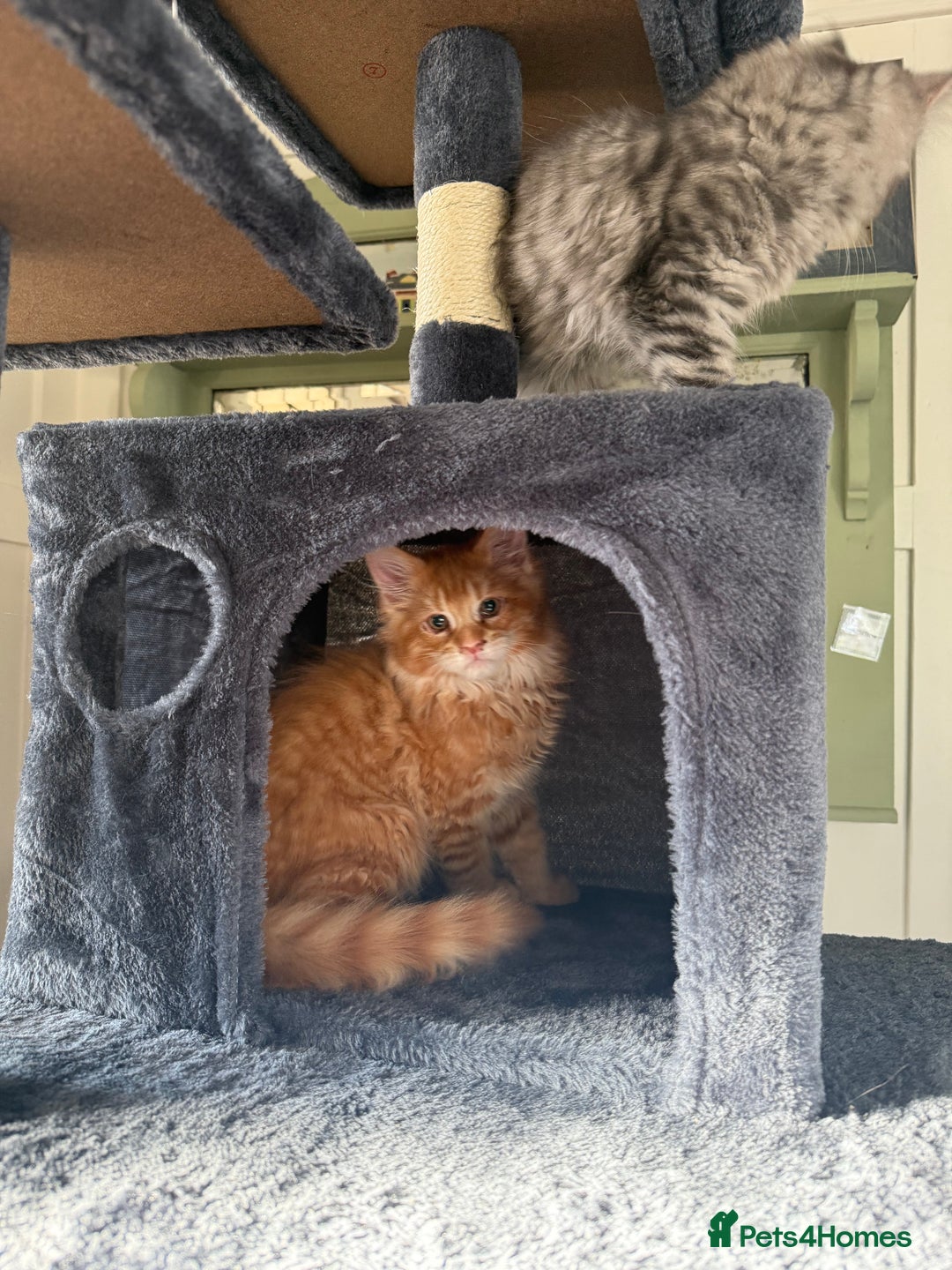 Maine Coon cats for sale: Maine coon kittens GCCF - Image 7