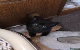 Russian Blue cats for sale: Kittens  - Advert 2