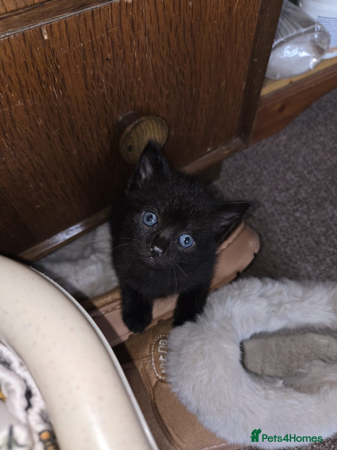 Russian Blue cats for sale: Kittens  - Advert 2