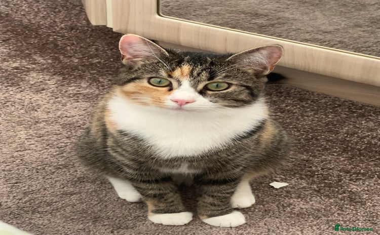 Mixed Breed cats - Advert 1