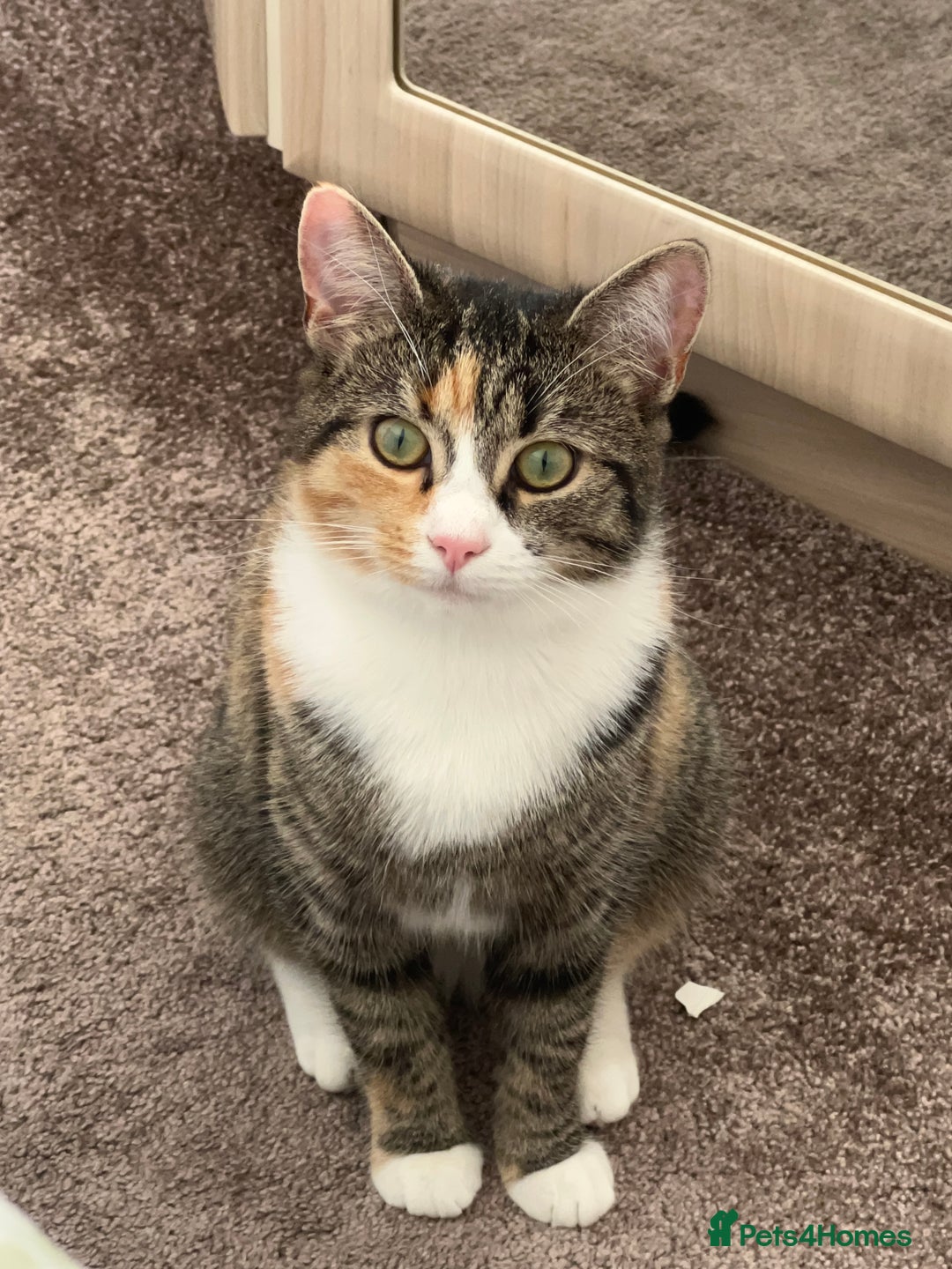 Mixed Breed cats for sale: Half Maine Coon Half Khao Manee cat  - Image 1