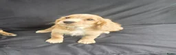 Cocker Spaniel dogs for sale: KC Reg health tested working cocker spaniel pups  - Advert 4