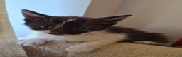 Mixed Breed cats for sale: Adorable Kittens for Sale – 3 Boys, 2 Girls in London - Advert 4