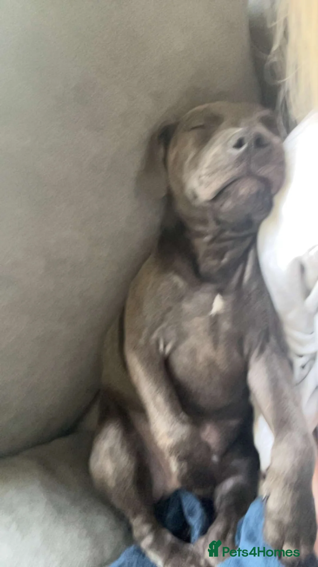 Staffordshire Bull Terrier dogs for sale: Male Blue staffy Troy - Advert 20