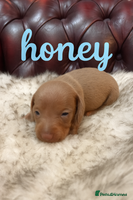 Miniature Dachshund dogs ** Ready 24th Dec. 3 gorgeous KC boys left 🥰 - Advert 3