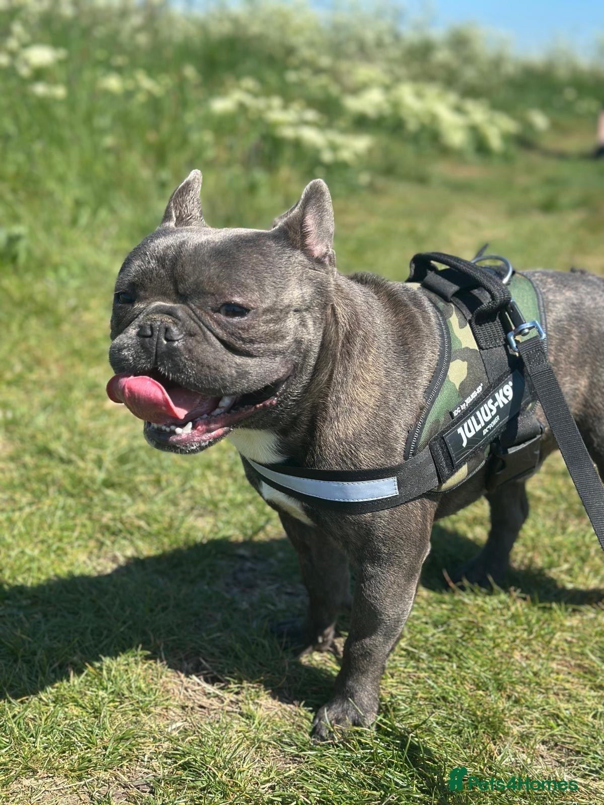 French Bulldog dogs Beautiful French Bulldog for stud  - Advert 2