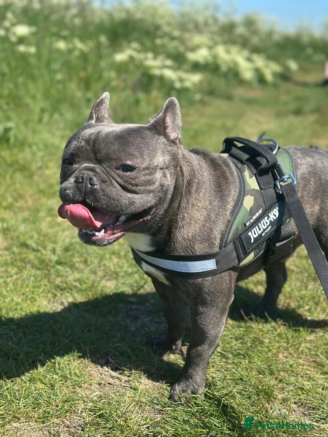 French Bulldog dogs for stud: Beautiful French Bulldog for stud  in Sittingbourne - Advert 1