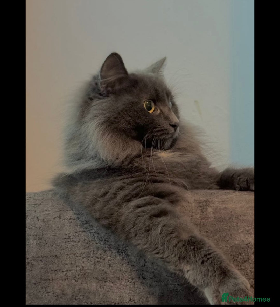Nebelung cats for sale: Loved cat for sale  - Image 4