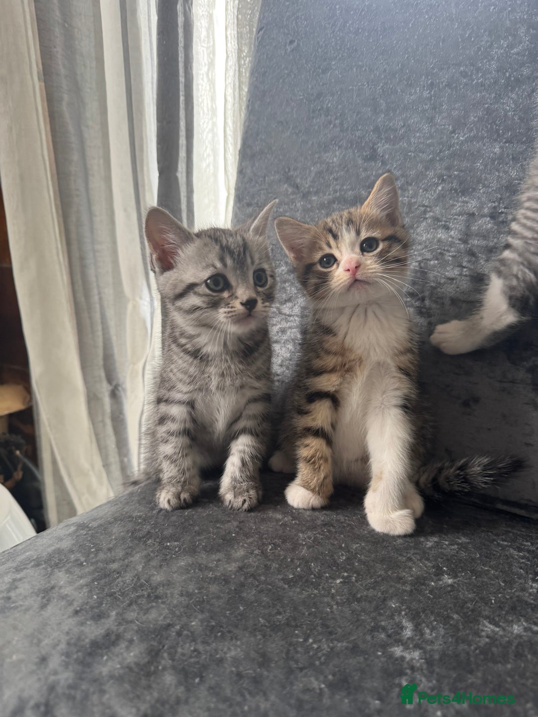 American Shorthair cats for sale: Kittens  - Image 6
