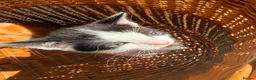 Mixed Breed cats for sale: Beautiful kittens for sale  - Advert 9
