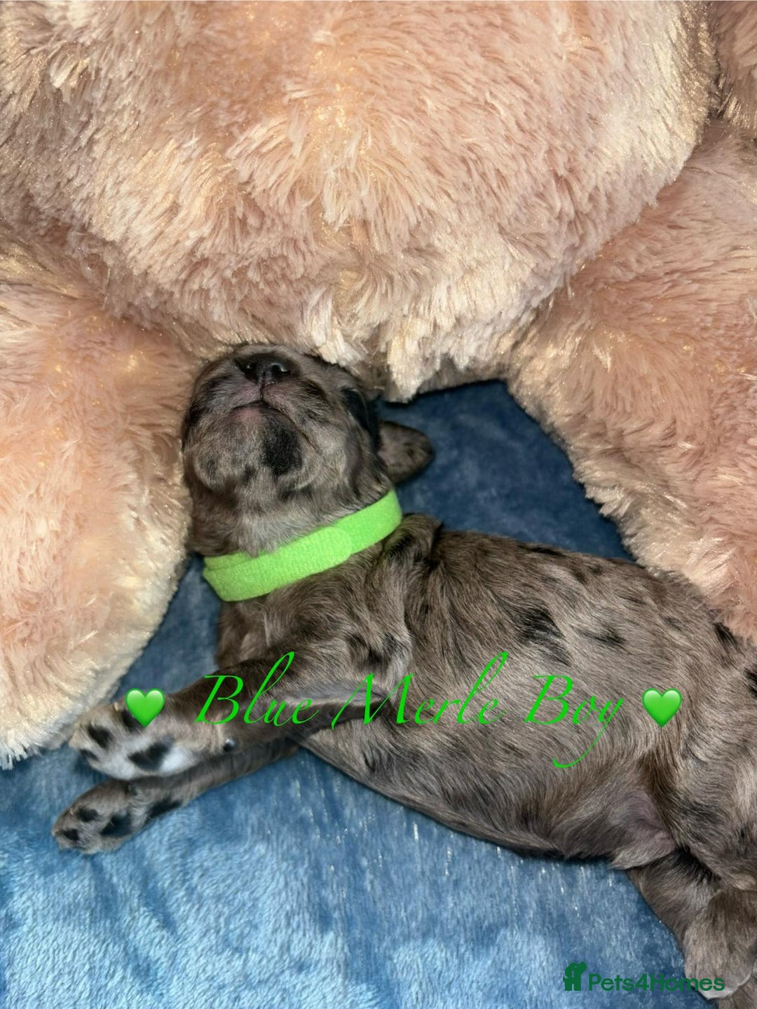 Cavapoo dogs for sale: BEAUTIFUL CAVAPOO PUPPIES HEALTH TESTED PARENTS  - Image 21