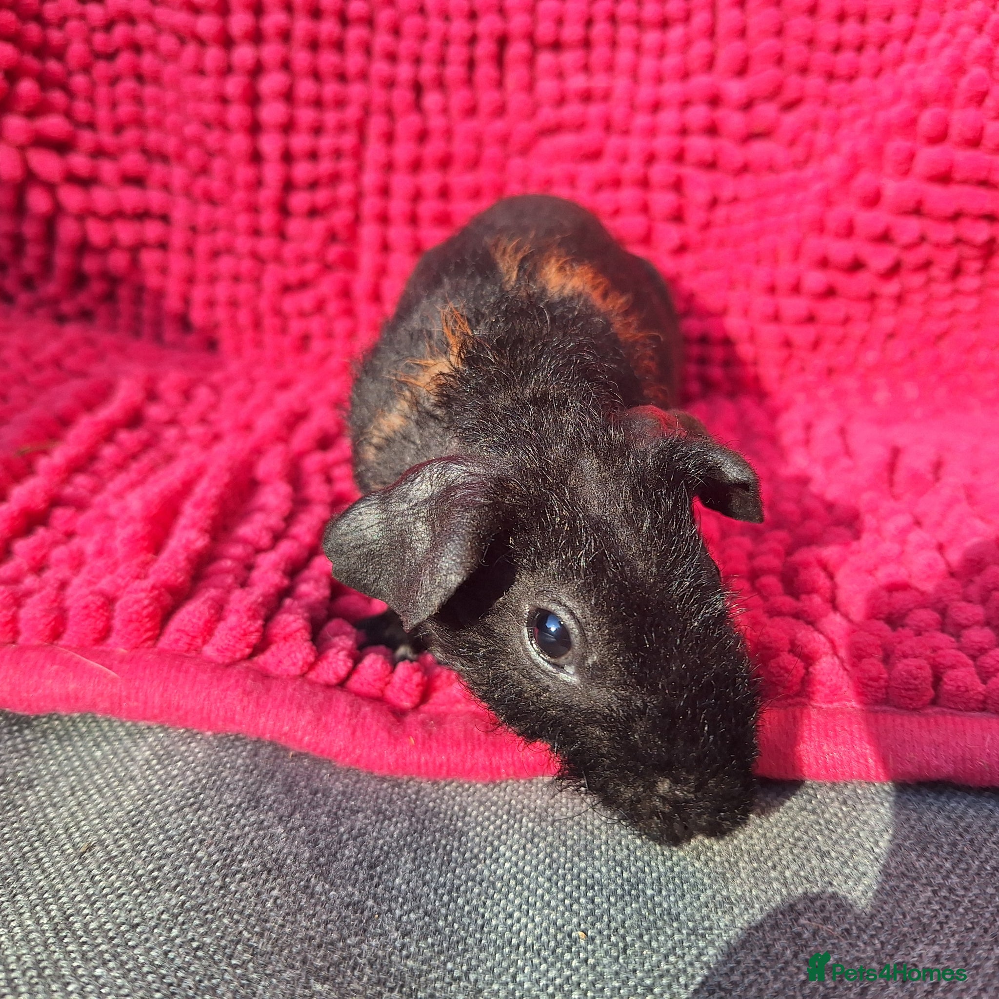 Guinea Pig rodents for sale: 2 gorgeous werewolf girls - Advert 6