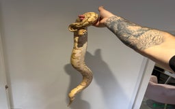 Python Snake reptiles for sale: Various Royal/ Ball pythons - Image 9