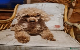 Toy Poodle dogs for sale: Ginger needs a new home!!  - Advert 6