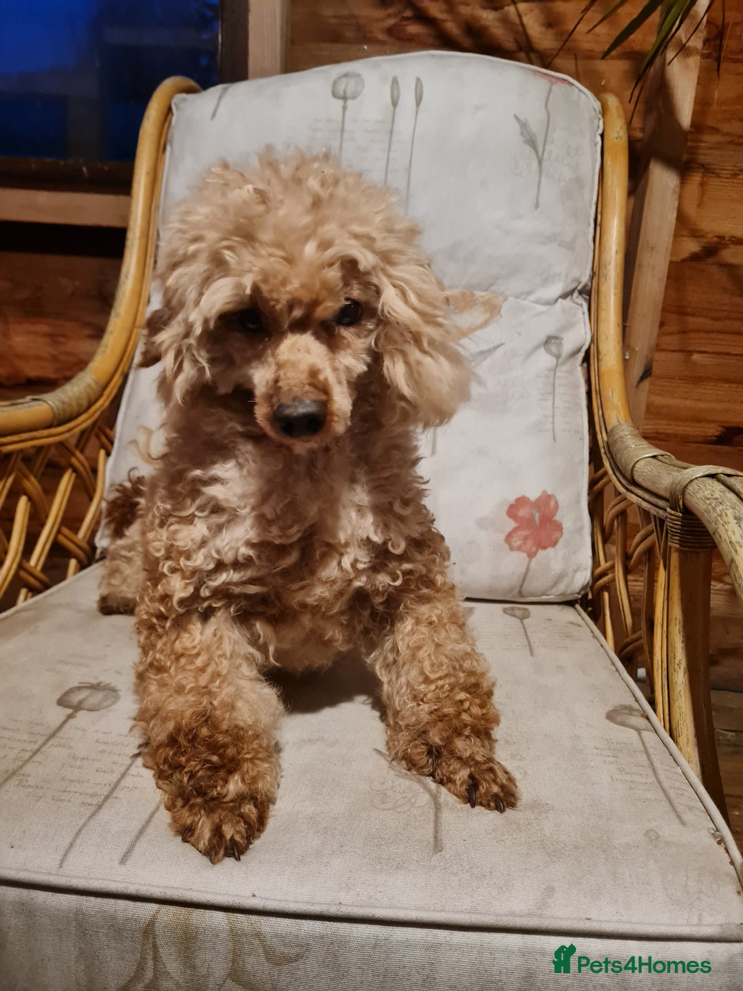Toy Poodle dogs for sale: Ginger needs a new home!!  - Advert 6