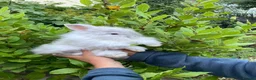 Angora rabbits for sale: Stunning Angora rabbit for sale - Advert 7