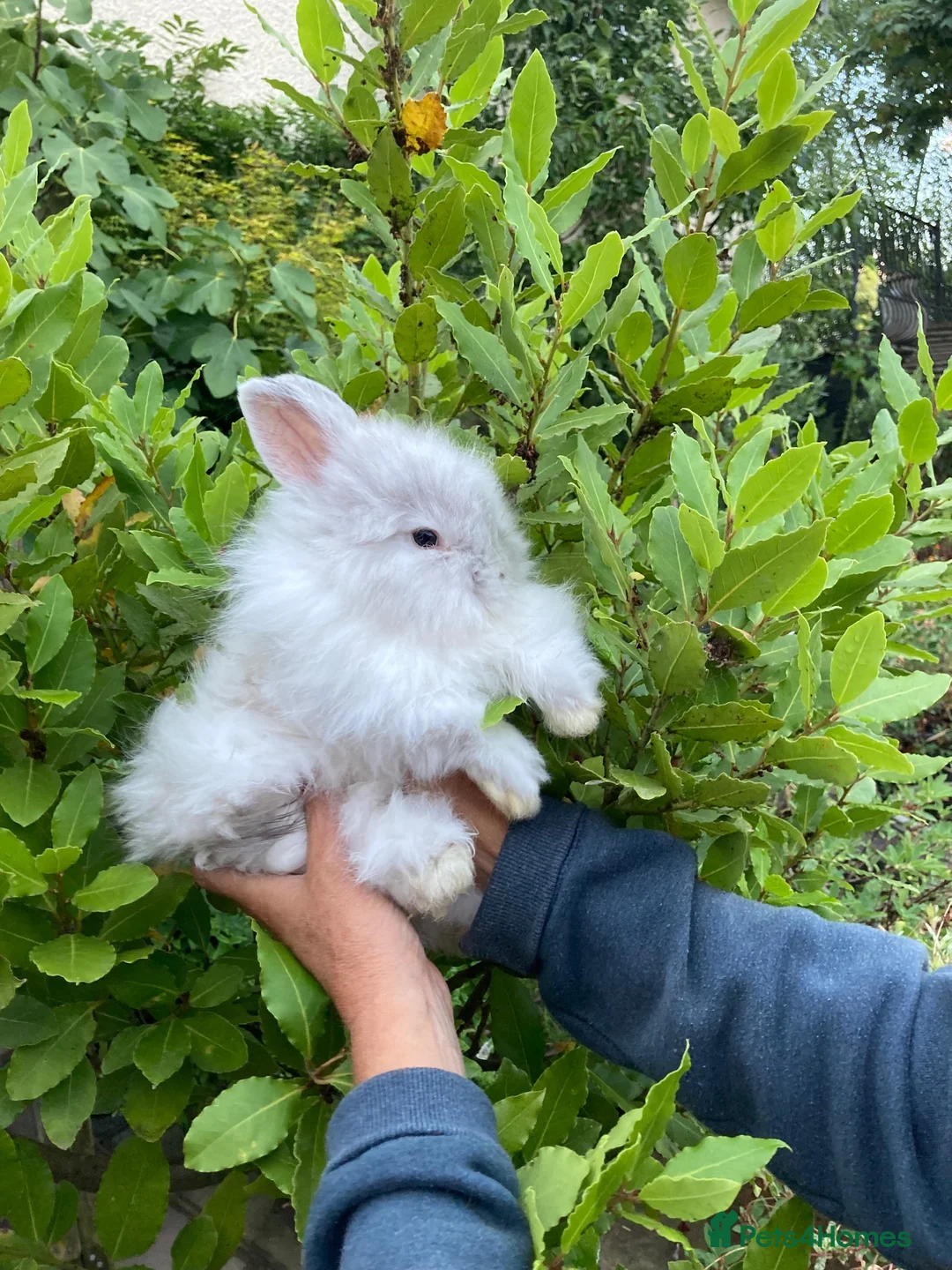 Angora rabbits for sale: Stunning Angora rabbit for sale - Advert 7