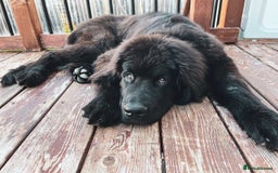 Newfoundland dogs for sale: Newfoundland Looking to re home - Image 5