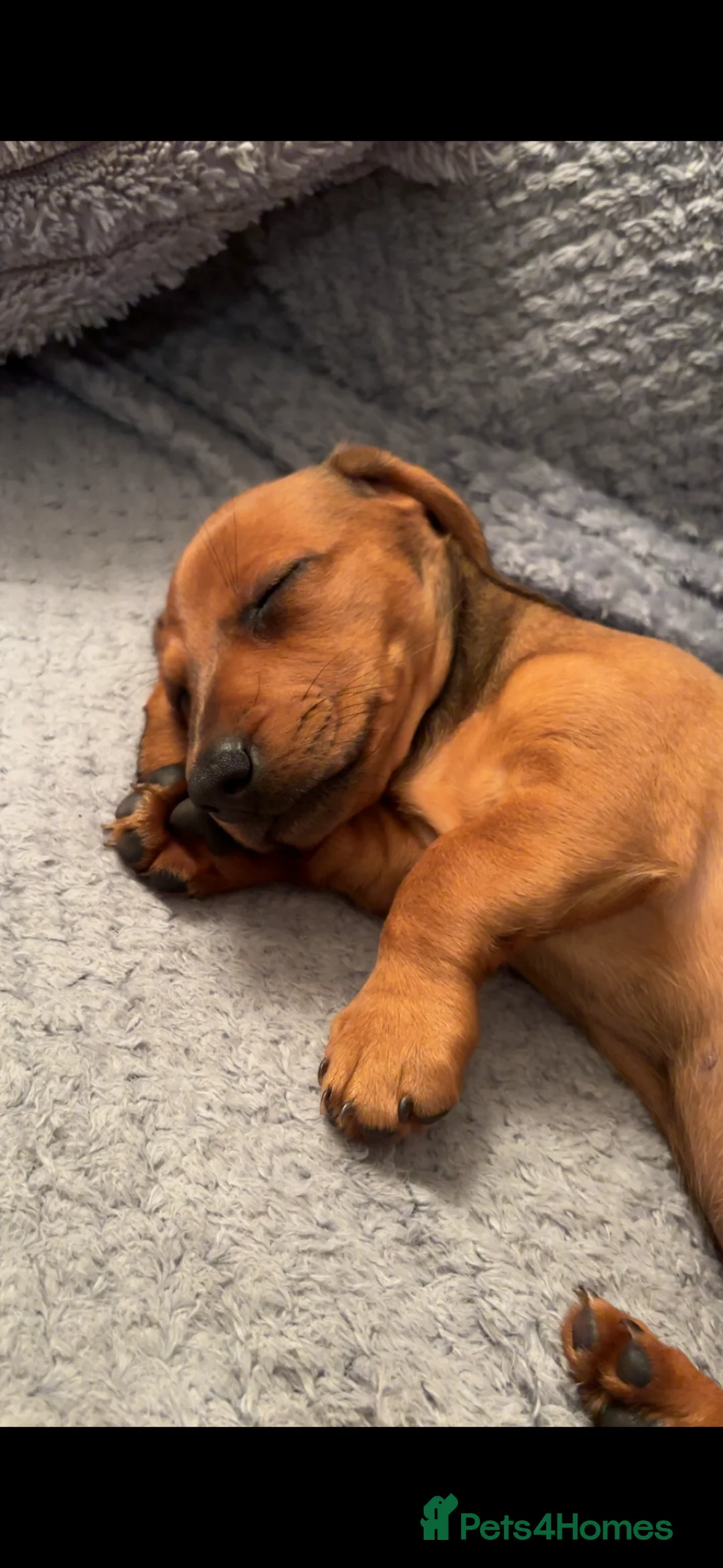Dachshund dogs for sale: Short haired miniature dachshund puppy - Advert 8