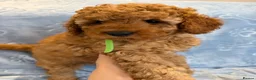 Toy Poodle dogs for sale: Beautiful health tested toy poodles  - Advert 14