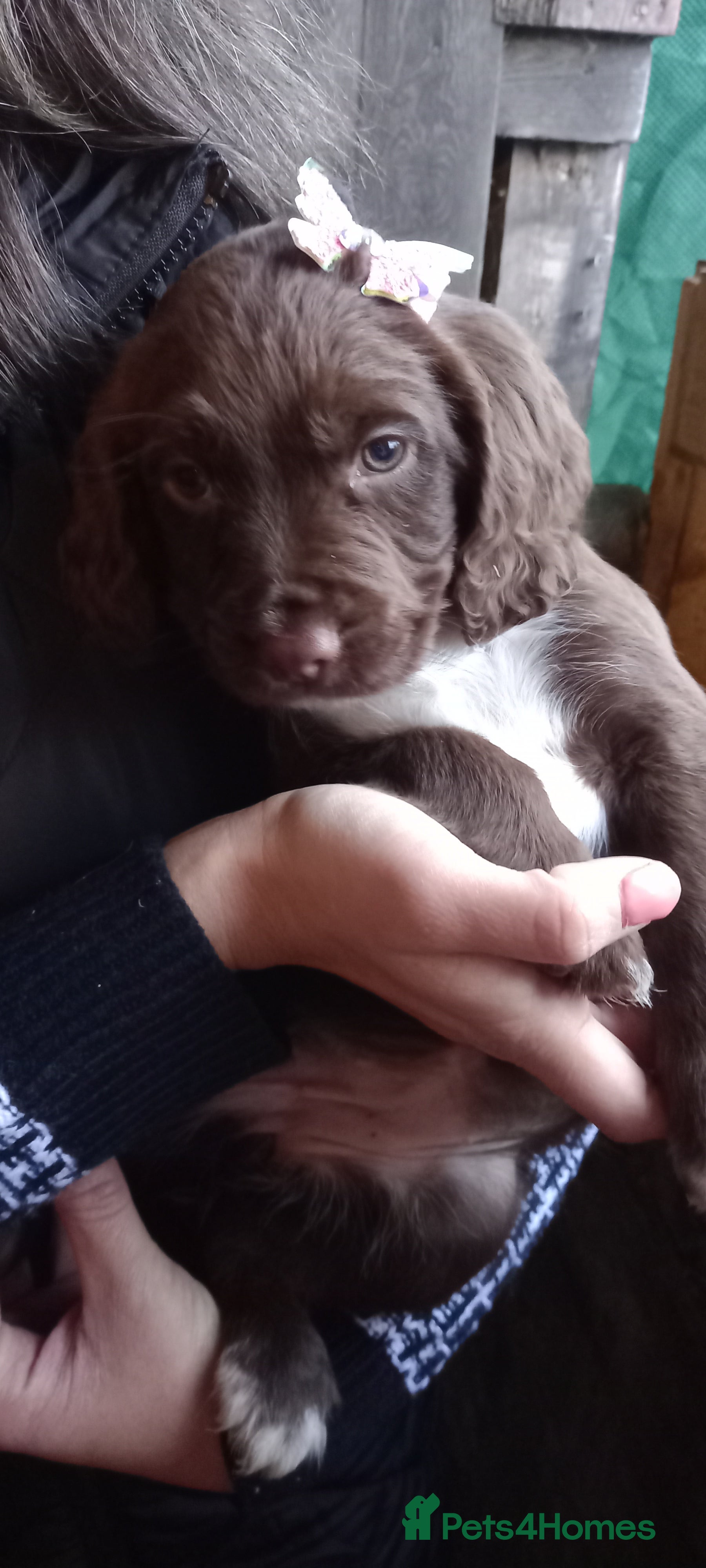 Cocker Spaniel dogs Gorgeous chocolate cocker spaniels 1 Girl left - Advert 8