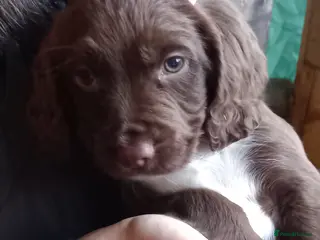 Cocker Spaniel dogs Gorgeous chocolate cocker spaniels 1 Girl left - Advert 8