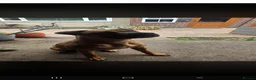 Bullmastiff dogs for sale: Duke - 5 year old bullmastiff - Advert 3