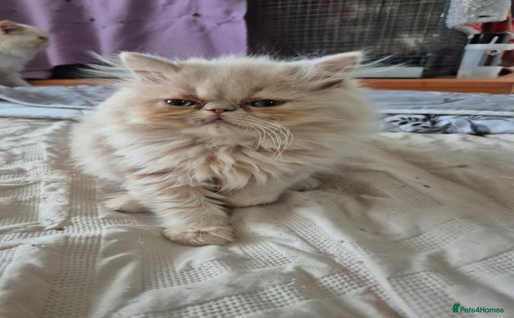 Persian cats - Advert 5