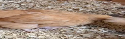 Chickens poultry for sale: Buff orpington chicks day olds to 3 week olds  - Advert 2
