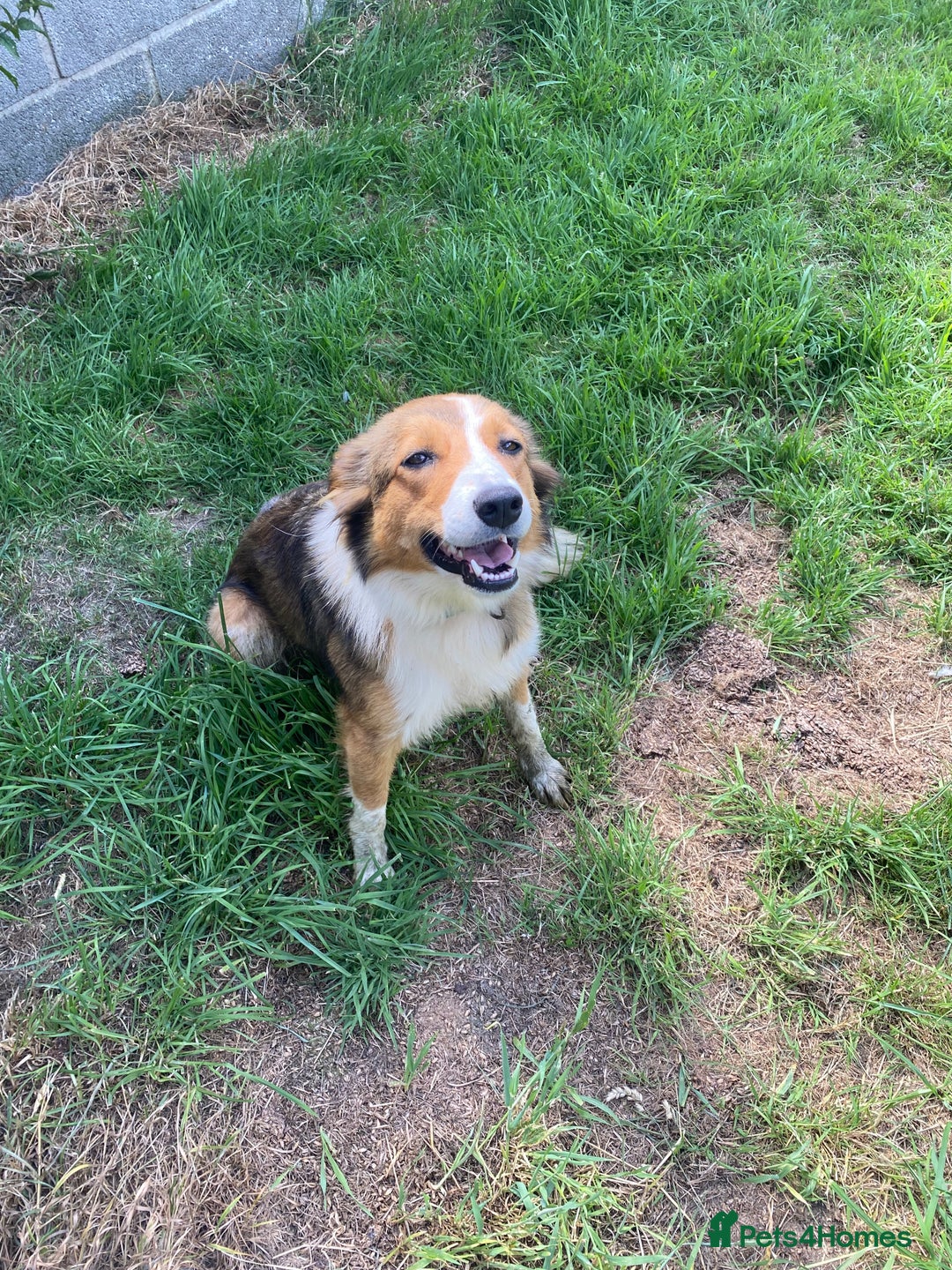 Mixed Breed dogs for sale: Beautiful Welsh Collie x Border Collie Puppies - Advert 25