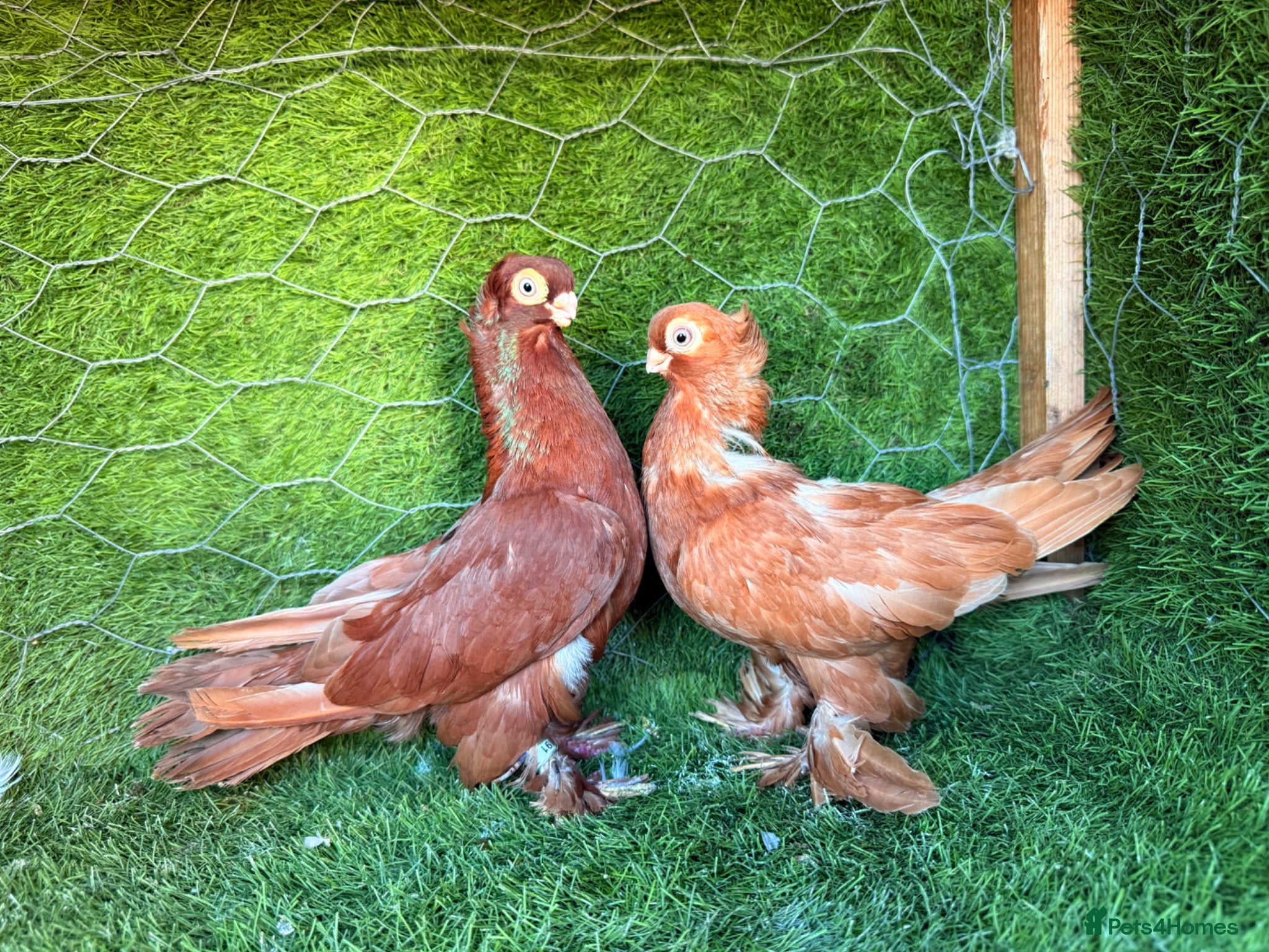Pigeons birds Premium Breeding Pigeons Top Quality Pairs Availab - Advert 1
