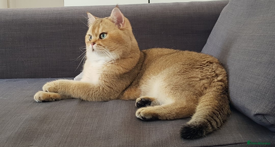 Scottish Fold cats for sale: ✨ STUNNING SCOTTISH FOLD KITTENS ✨ - Advert 13