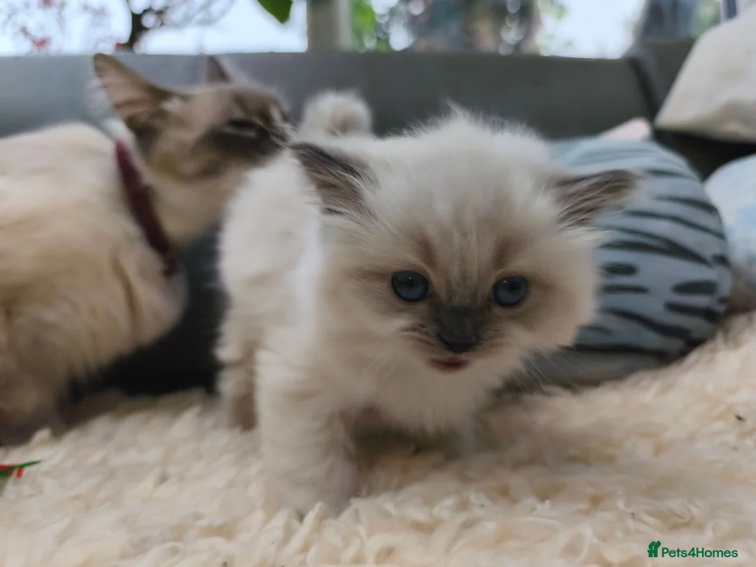Ragdoll cats for sale: Gorgeous Snow Leocats: RagdollxSiberianxHimalayan! - Advert 2