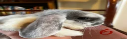 Mini Lop rabbits for sale: Lovely Mini Lop Babies - Advert 22