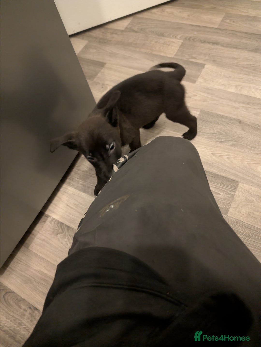 Mixed Breed dogs for sale: German shepherd X cane corso pups for sale  - Advert 15