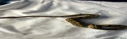 Snake reptiles for sale: Royal (ball) pythons, mixed morphs - Advert 4