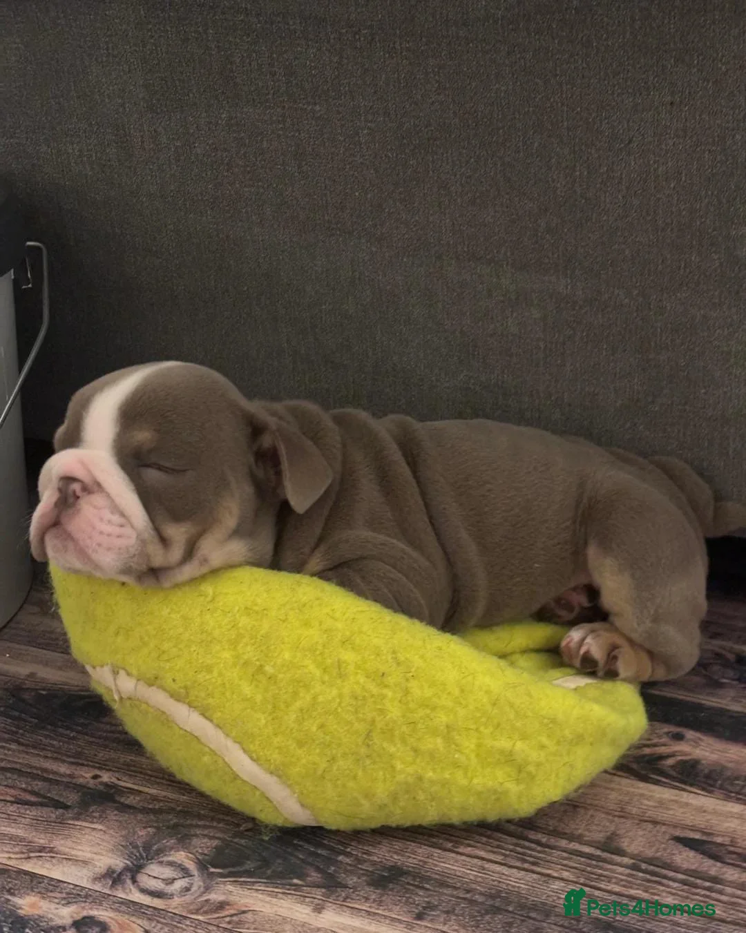 English Bulldog dogs for sale: A litter of Adorable Pups ready to be reserved - Advert 2