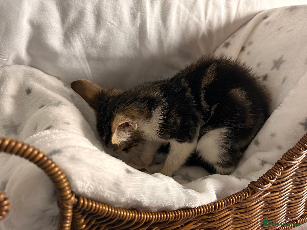 Bengal cats for sale: Bengal kittens ready now - Image 14