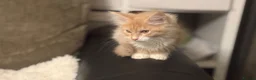 Maine Coon cats for sale: Pedigree Maine coon - Advert 8