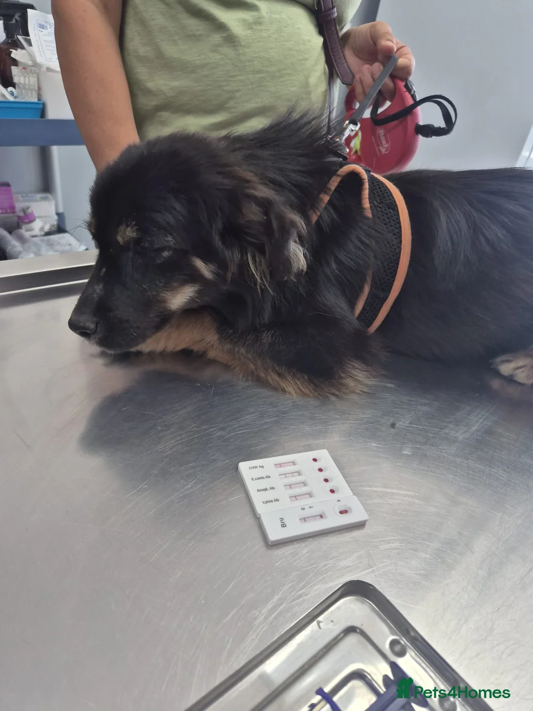 Mixed Breed dogs for adoption: ROBY, a superb puppy boy - for a Loving Home  - Advert 15