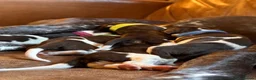 German Shorthaired Pointer dogs for sale: Beautiful GSP pups!Confident, lovingly socialised  - Advert 12