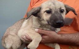 Mixed Breed dogs for adoption: 🐾 Maxie – a brave explorer with a big heart 🐾 - Image 2