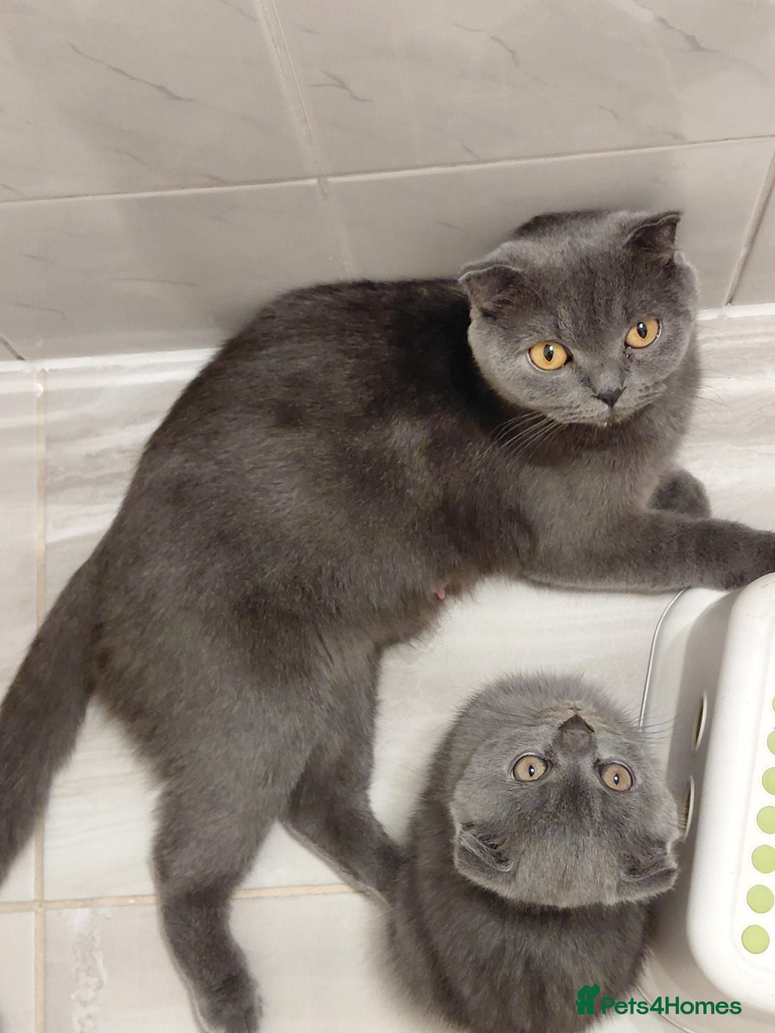 Scottish Fold cats Scottish Fold Girl Kitten for Sale – 12 Weeks Old - Advert 7