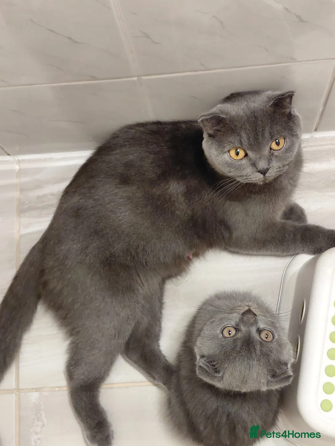 Scottish Fold cats for sale: Scottish Fold Girl Kitten for Sale – 12 Weeks Old in Stanmore - Advert 1