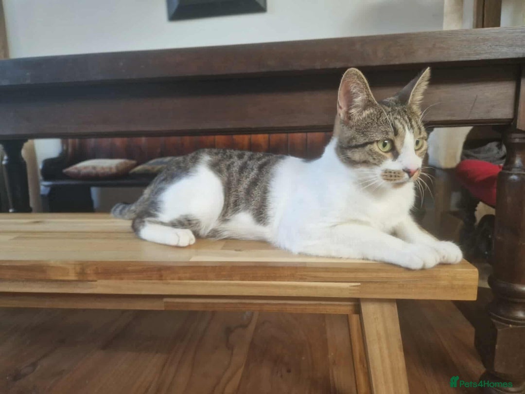 Mixed Breed cats for adoption: Nemo is looking for a home! - Image 3