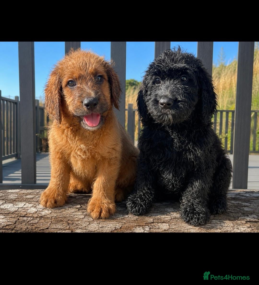 Saint Berdoodle dogs F1B SAINT BERNADOODLE REDUCED 1000 READY TODAY - Advert 1