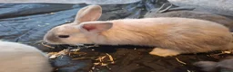 Mixed Breed rabbits for sale:  Rabbits in Highbridge - Advert 11