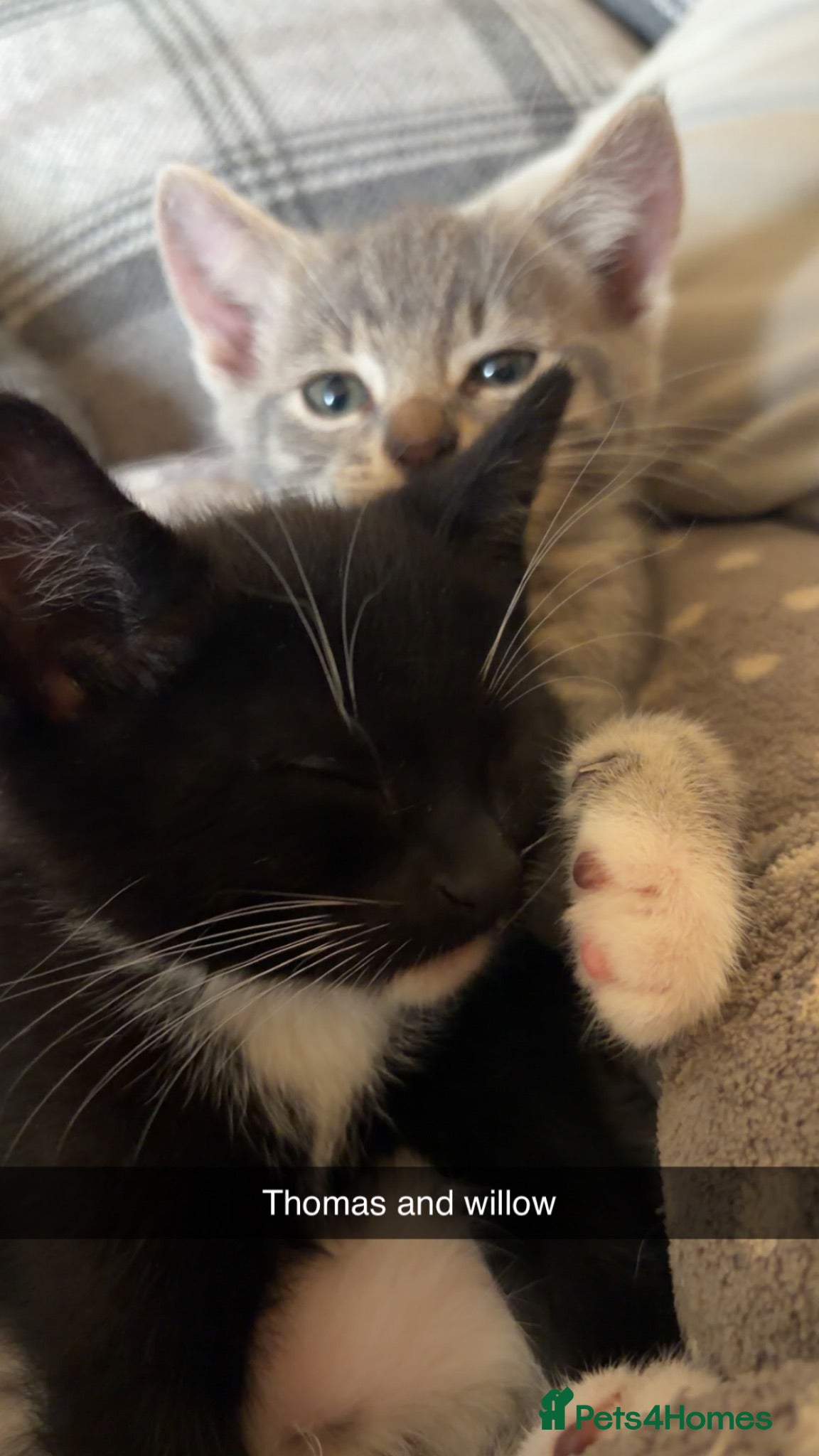 Mixed Breed cats Kittens male Jason and Thomas  - Advert 7